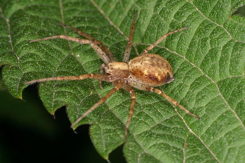 Philodromus_aureolus_D4978_Z_90_Les Gris_Frankrijk.jpg